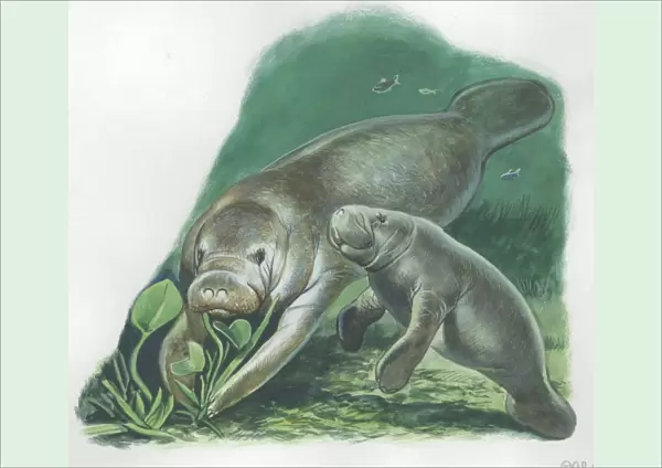 West Indian Manatee Trichechus manatus with young, illustration