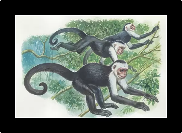 White-headed capuchins Cebus capucinus jumping in trees, illustration