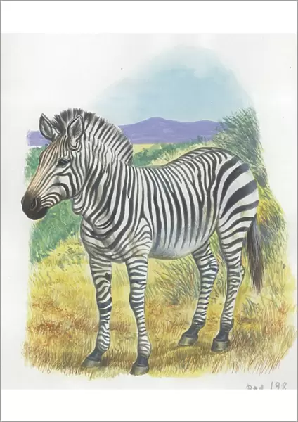 Mountain Zebra Equus zebra, illustration