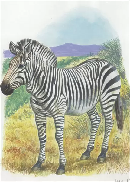 Mountain Zebra Equus zebra, illustration