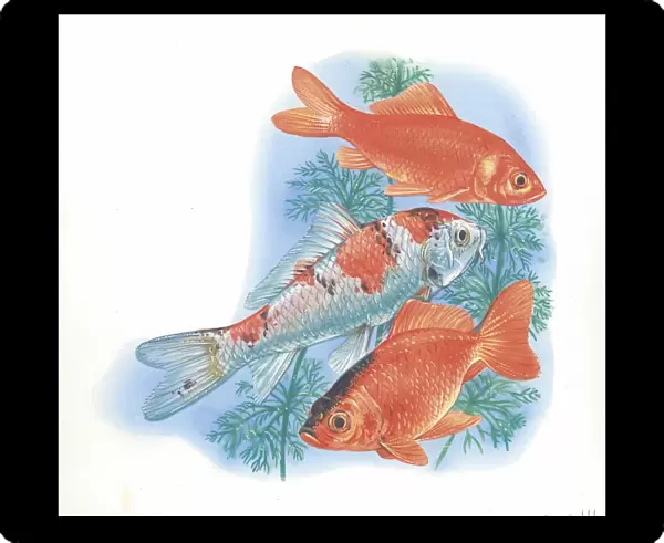 Goldfish Carassius auratus, illustration