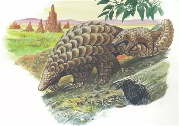 Giant Pangolin Manis gigantea carrying young on tail, illustration