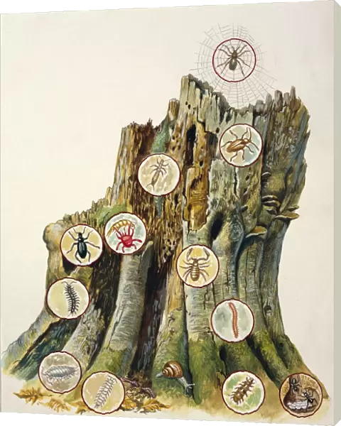 Illustration representing ecosystem comprising tree trunk, Spider Ectobius lividus, Dipluran Acarine, Burying Beetle, Pseudoscorpion, Centipede, Myriapod, Common pill-bug, Symphylan, Common earthworm, Snail, Pauropod, Ants. Illustration