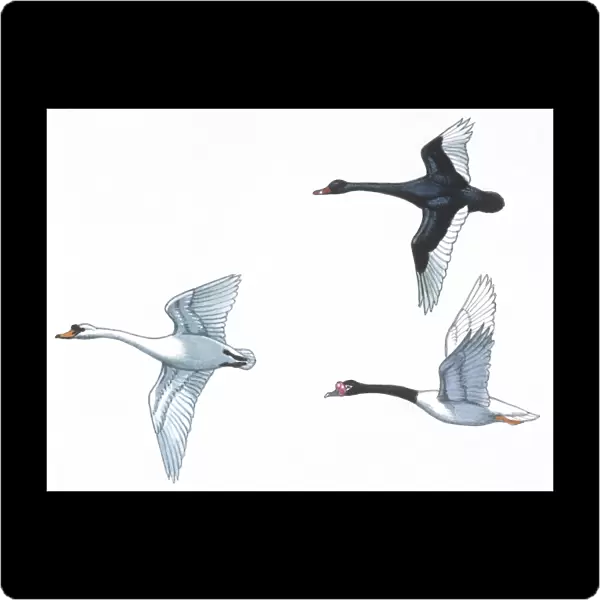Birds: Anseriformes, Black Swan (Cygnus atratus), Mute Swans (Cygnus olor), Black-necked Swan (Cygnus melanocoryphus), illustration