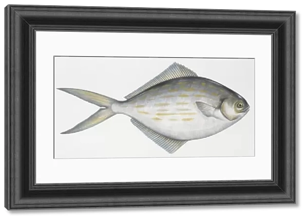Fishes: Perciformes Stromateidae - Blue butterfish (Stromateus fiatola), illustration