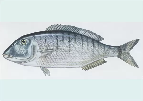 Fishes: Perciformes Sparidae - Striped seabream (Lithognathus mormyrus ), illustration