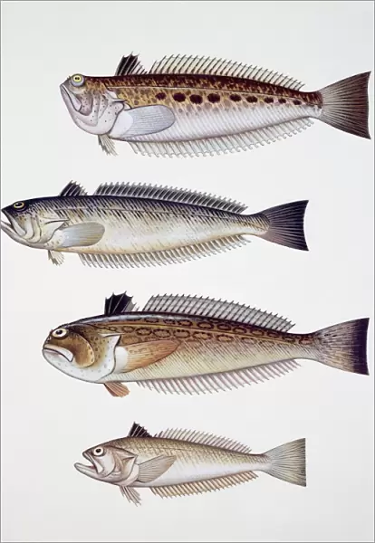 Close-up of four fish