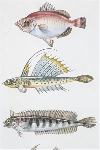 Fishes: Perciformes, Spotted dragonet (Callionymus maculatus), Boarfish (Capros aper), clipfish (Cristiceps argentatus), Tripterygion melanurus, illustration