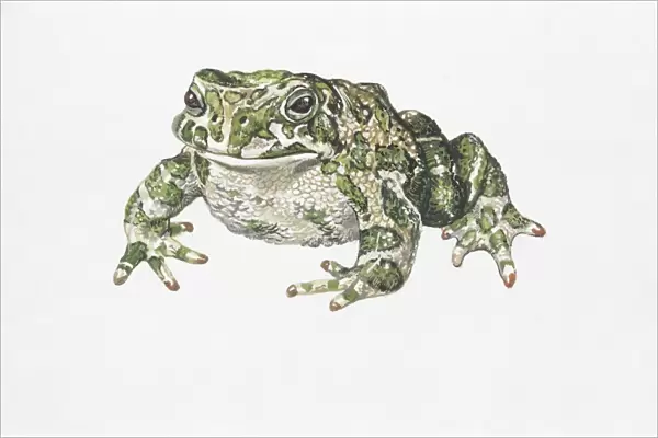 European green toad (Bufo viridis), illustration