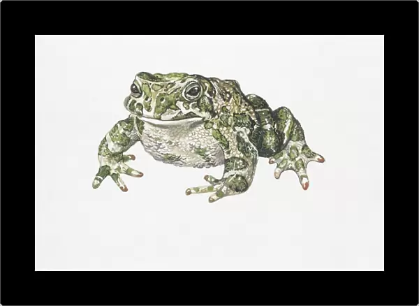 European green toad (Bufo viridis), illustration