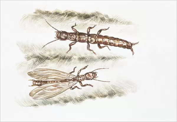 Webspinners, Embioptera, Embia, illustration