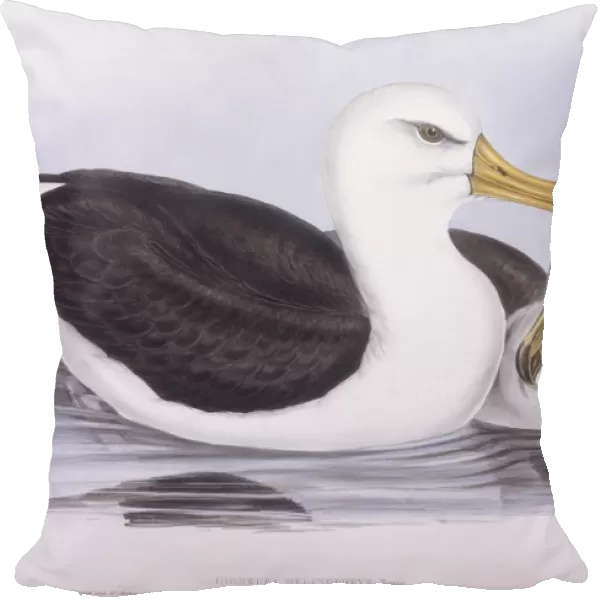 Black-browed albatross (Diomedea o Thalassarche melanophrys), Engraving by John Gould