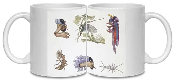 Medium group of Cockroaches (blattodea), illustration
