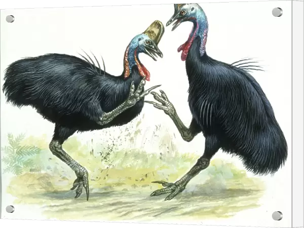 Birds: Casuariidae: males Southern Cassowaries, (Casuarius casuarius) fighting, illustration