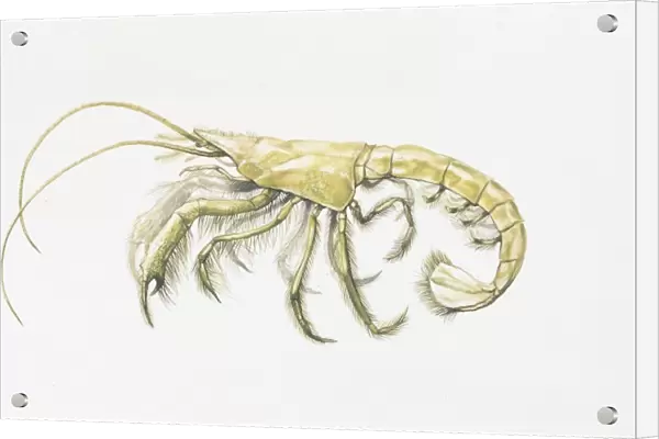 Mud shrimp (Upogebia sp), illustration