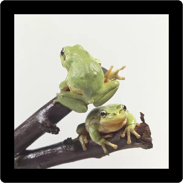 European Treefrogs (Hyla arborea), front and rear view of two light green frogs crouching on branches