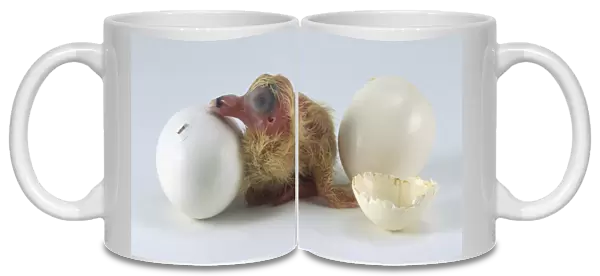 White pigeon egg chick hatching next to new hatchling