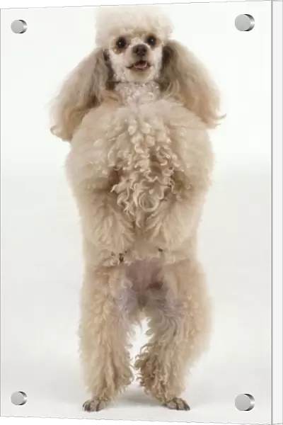 White Miniature Poodle rearing up, front view