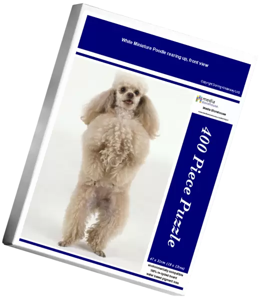 White Miniature Poodle rearing up, front view
