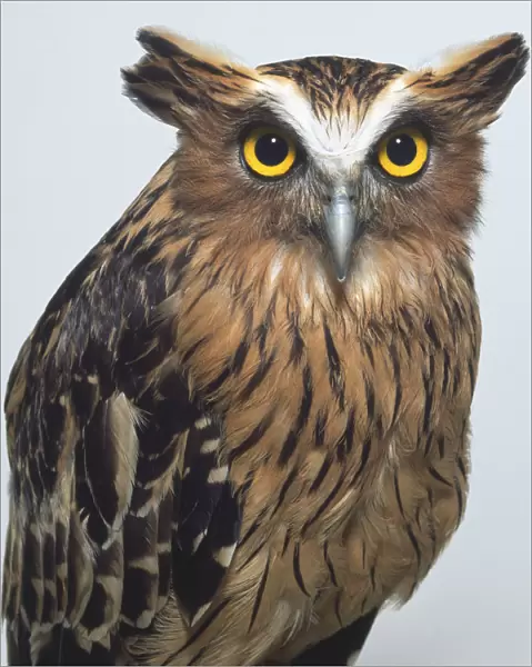 Upper body view of a Buffy Fish-Owl, showing the prominent ear tufts, hooked bill, streaked body feathers that have a fine surface layer of downy strands and a downy edge, which muffle the sound of the bird flying