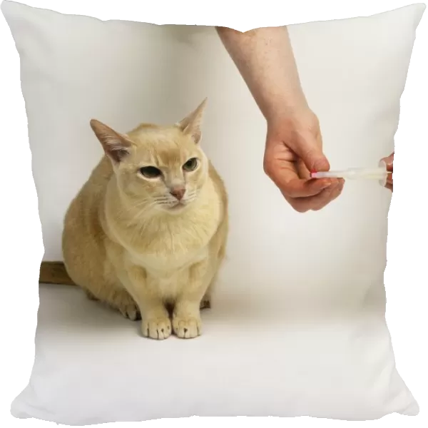 Cream Burmese cat sitting next to pair of hands holding tablet syringe
