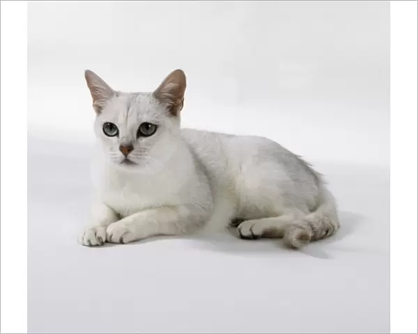 Brown Tipped Burmilla cat with well-spaced ears and green eyes, lying down