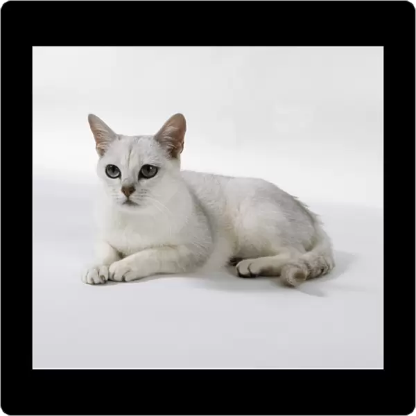 Brown Tipped Burmilla cat with well-spaced ears and green eyes, lying down