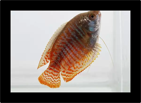 Dwarf gourami (Colisa lalia), orange fish, male, side view