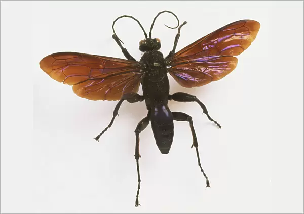 Macromeris violaceus, spider-hunting wasp, close up