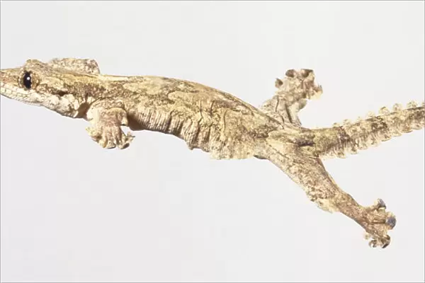 Flying Gecko, mottled skins camouflaging it against tree bark, flaps of skin on sides acting like wings, feet and scaly webbed toes stretched wide, gliding through air