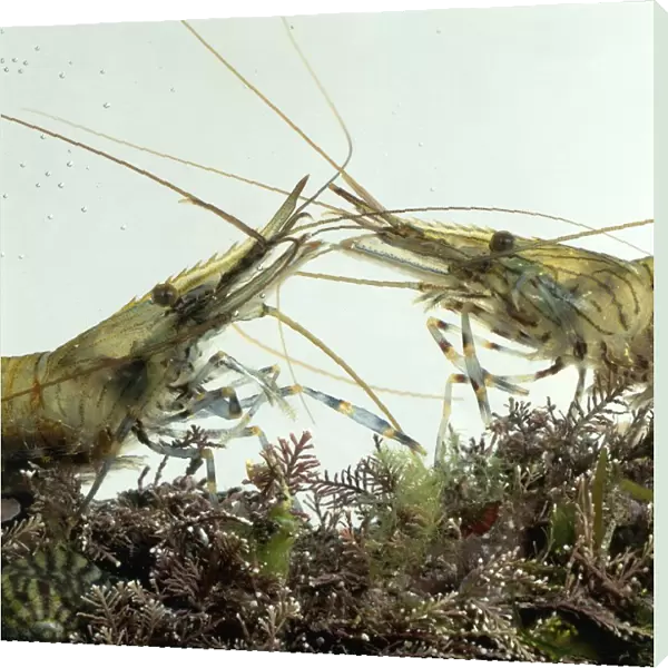 Two Shrimp fighting in fish tank