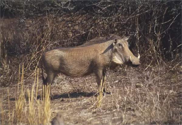 Side view of an African Warthog in the dry bush of the Kruger National Park, South Africa. July 26, 1998