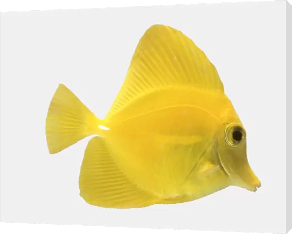 A Yellow tang (Zebrasoma flavescens), side view