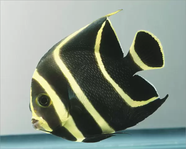 French Angelfish, Pomacanthus paru, juveniles are black with striking yellow vertical stripes