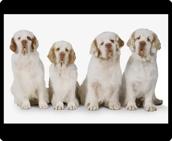 Row of white and lemon Clumber Spaniel dogs