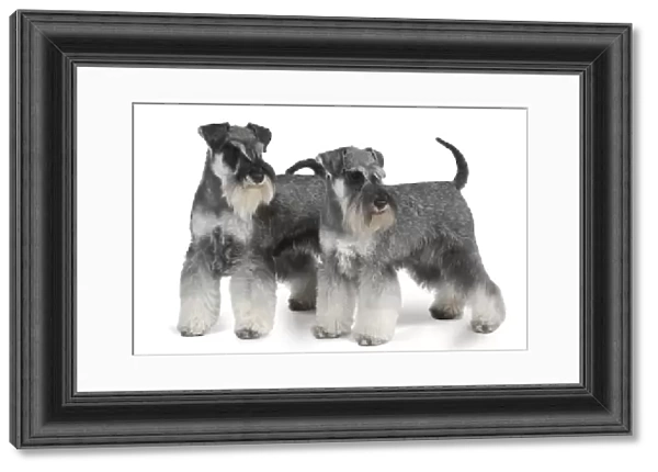 Two black and silver Miniature Schnauzer dogs, standing