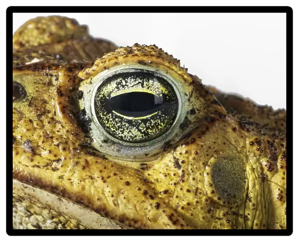 Cane Toad (Bufo marinus), eye and warty skin, close-up