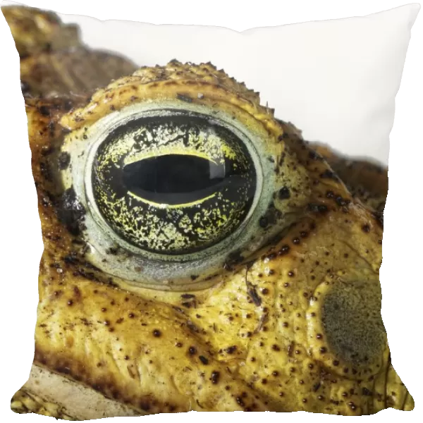 Cane Toad (Bufo marinus), eye and warty skin, close-up