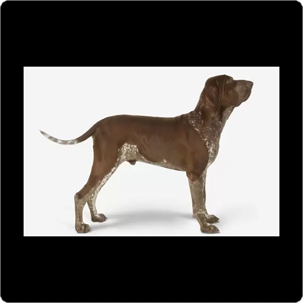 Male chestnut brown and white Bracco Italiano dog, standing with head in profile