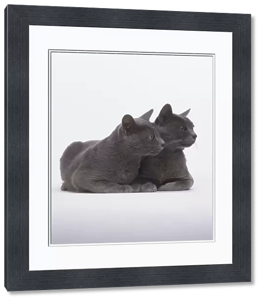 Two blue Korat cats (Felis silvestris catus), seated together and looking to one side, front view