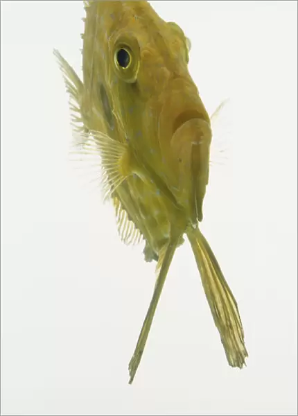 European John Dory fish (Zeus faber), front view