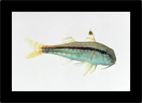 Goatfish, a tropical marine perciform fish of the Mulidae family