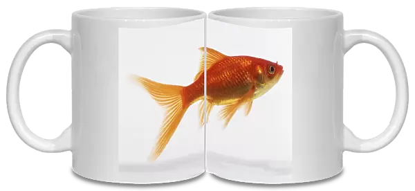 Swimming Goldfish (Carassius auratus), side view