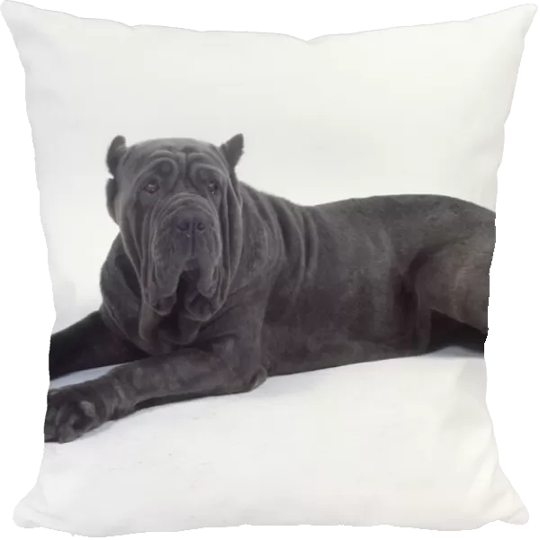 A stout dark gray Neapolitan mastiff with pendulous jowls, tiny cropped ears, and wrinkled skin, sprawled, side-on