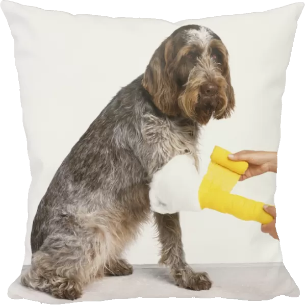 Domestic Dog, canis familiaris, having its leg wrapped in bandages, side view
