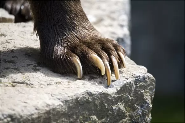 Eurasian Brown Bear (Ursus arctos arctos), close-up of claws