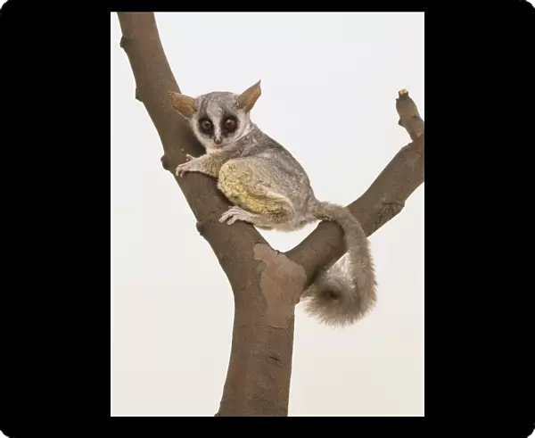 Bushbaby clinging to a forked branch, tail curled around, viewed from the side, looking forwards