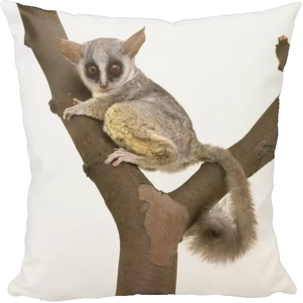 Bushbaby clinging to a forked branch, tail curled around, viewed from the side, looking forwards