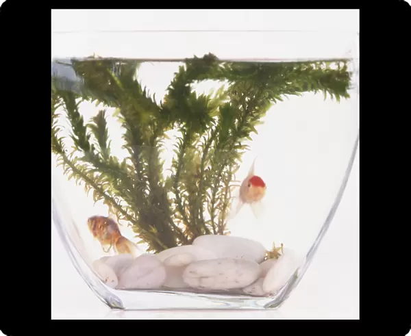 Front view of Goldfish in a tank, with white stones and weed in the background