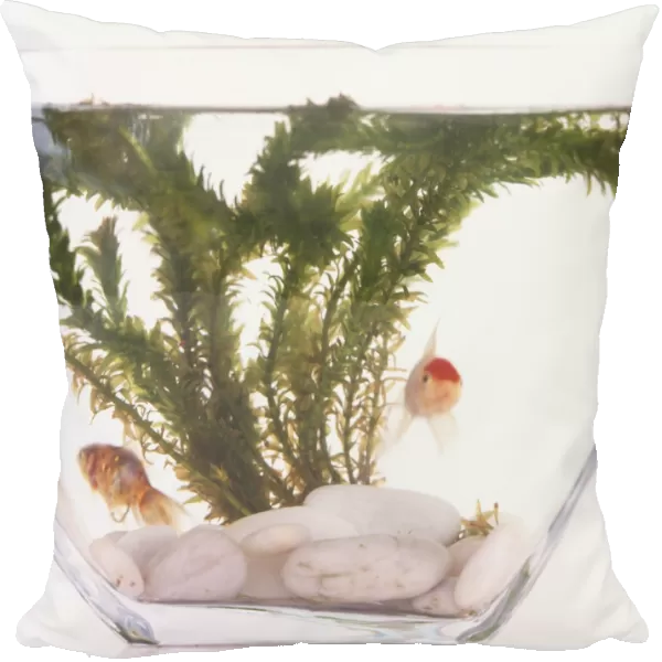 Front view of Goldfish in a tank, with white stones and weed in the background